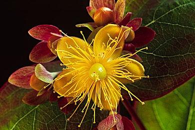 《如龙》总监称游戏灵感来自海贼王 不想创造疫情世界